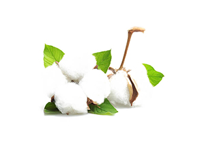 29 mm Cotton