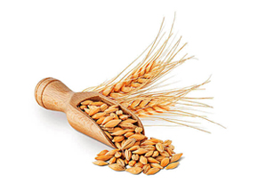 Barley