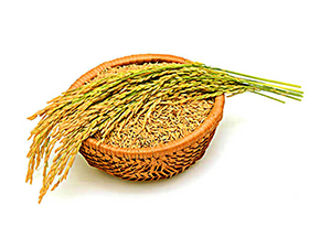 Paddy (Basmati)